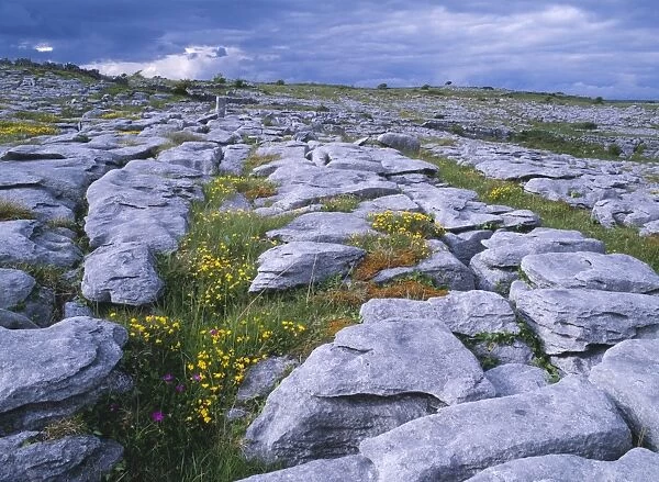 Ireland - The Burren: Limestone pavement, near Poulnabrone, Co. Clare. With Bird's Foot Trefoil