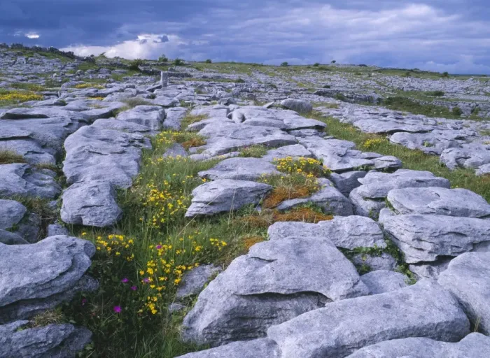 Framed Print : Ireland - The Burren: Limestone pavement, near Poulnabrone, Co. Clare. With Bird's Foot Trefoil Framed Print : Ireland - The Burren: Limestone pavement, near Poulnabrone, Co. Clare. With Bird's Foot Trefoil