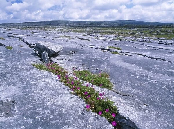 Ireland - The Burren: Limestone pavement with Bloody Cranesbill Geranium Sanguineum