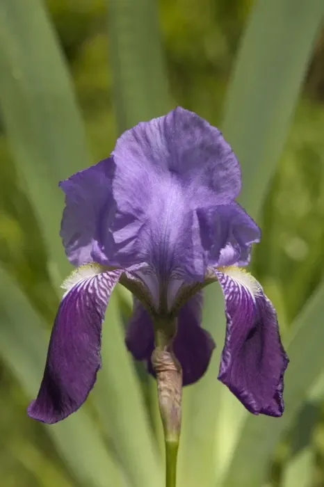 Framed Print : Iris - close-up of flower Framed Print : Iris - close-up of flower