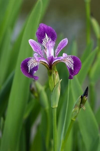 Iris - normally located on the margins of lakes or ponds, but dislikes water-logging. Flowers emerge in early summer. East Sussex garden in May. UK