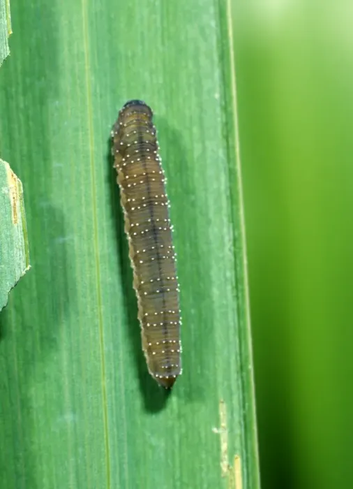 Framed Print : Iris sawfly larva feeding on flag iris leaves Framed Print : Iris sawfly larva feeding on flag iris leaves
