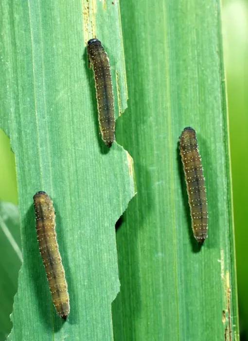 Framed Print : Iris sawfly larvae feeding on flag iris leaves Framed Print : Iris sawfly larvae feeding on flag iris leaves