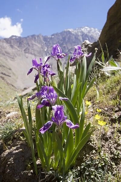 Iris Upper Suru Valley Jammu & Kashmir India