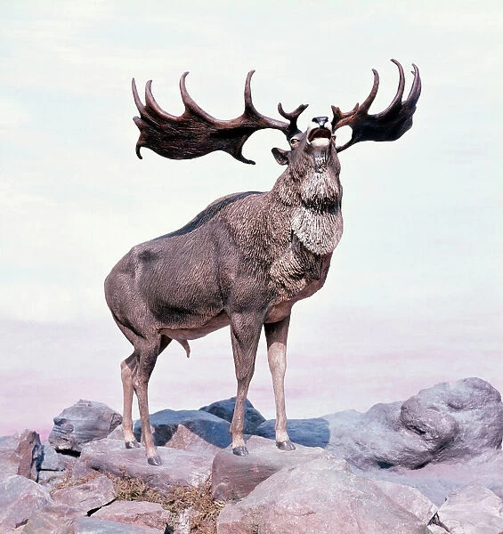 Irish Elk  /  Giant Deer  /  Megaloceros - Stag Calling
