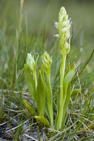 Irish Lady's-tresses (Spiranthes romanzoffiana); extremely rare orchid in western British Isles
