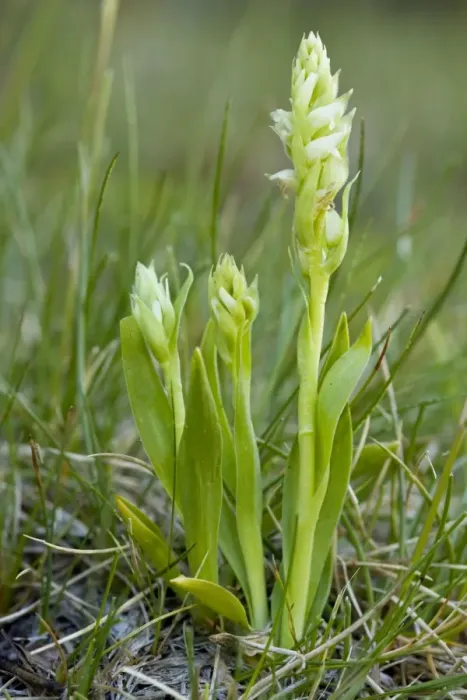 Framed Print : Irish Lady's-tresses (Spiranthes romanzoffiana); extremely rare orchid in western British Isles Framed Print : Irish Lady's-tresses (Spiranthes romanzoffiana); extremely rare orchid in western British Isles