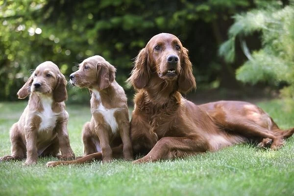 Irish  /  Red Setter - adult with two puppies