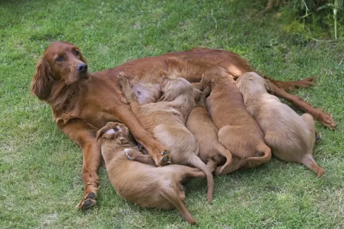 Framed Print : Irish / Red Setter - adult with puppies suckling Framed Print : Irish / Red Setter - adult with puppies suckling