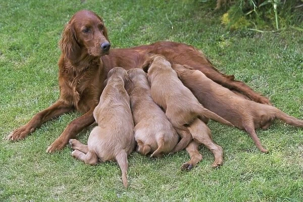 Irish  /  Red Setter - adult with puppies suckling