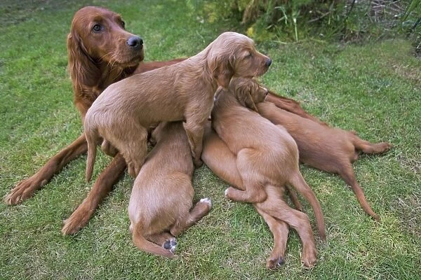 Irish  /  Red Setter - adult with puppies suckling