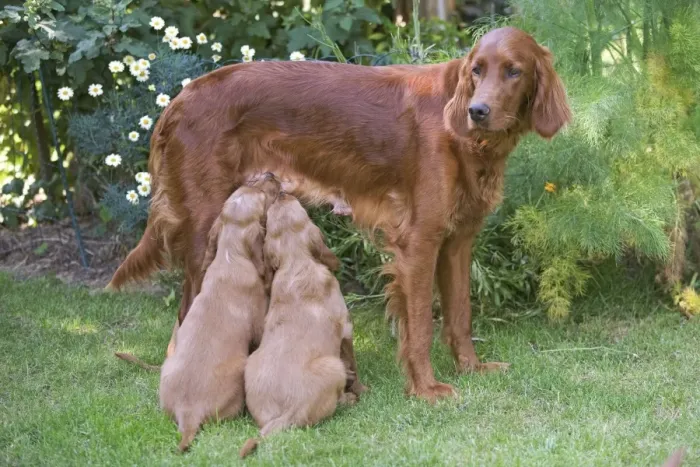 Framed Print : Irish / Red Setter - adult standing with two puppies suckling Framed Print : Irish / Red Setter - adult standing with two puppies suckling