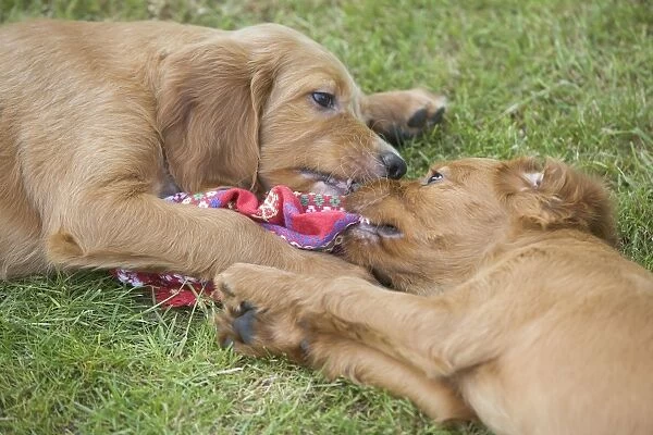 Irish  /  Red Setter - puppies playing  /  fighting - tugging on scarf