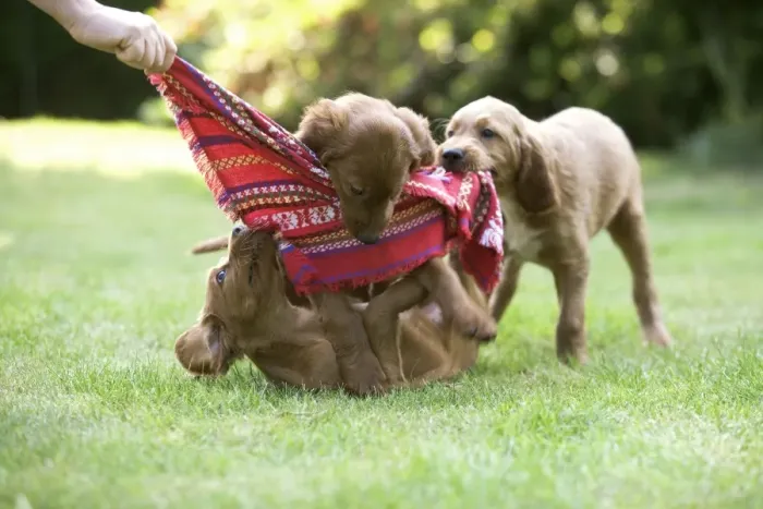 Framed Print : Irish / Red Setter - puppies playing with scarf Framed Print : Irish / Red Setter - puppies playing with scarf