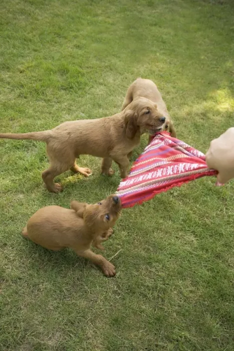 Framed Print : Irish / Red Setter - puppies playing - tugging on scarf Framed Print : Irish / Red Setter - puppies playing - tugging on scarf