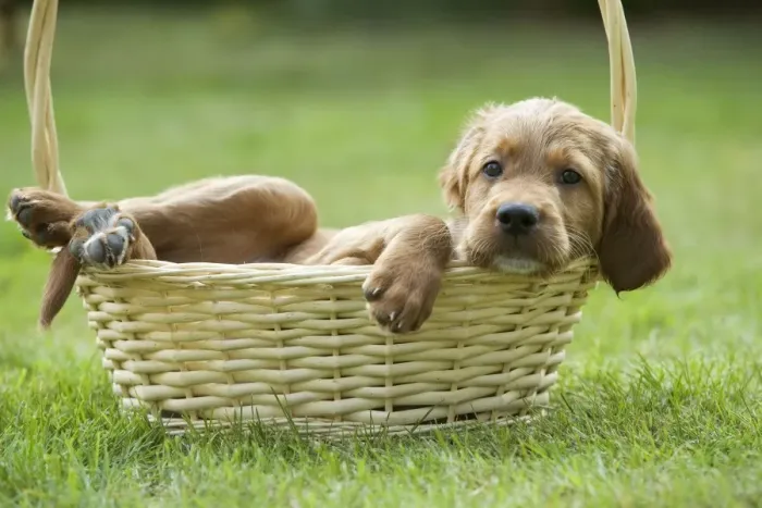 Framed Print : Irish / Red Setter - puppy in basket Framed Print : Irish / Red Setter - puppy in basket