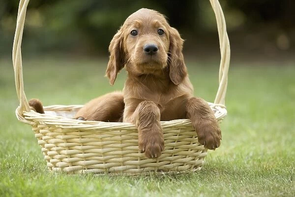Irish  /  Red Setter - puppy in basket