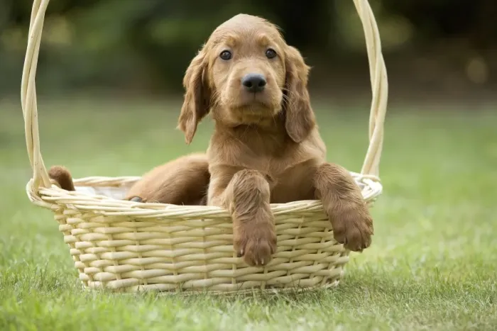 Framed Print : Irish / Red Setter - puppy in basket Framed Print : Irish / Red Setter - puppy in basket