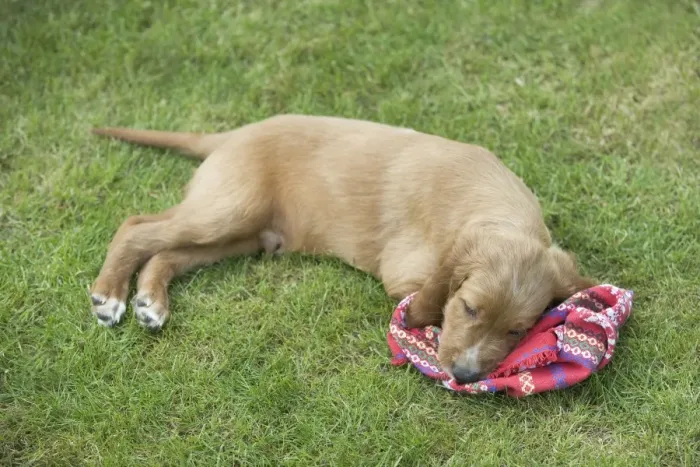 Framed Print : Irish / Red Setter - puppy tired / asleep after playing Framed Print : Irish / Red Setter - puppy tired / asleep after playing