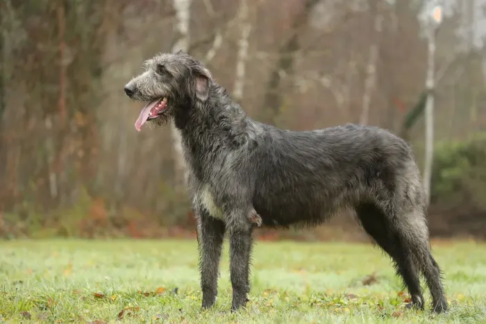 Framed Print : Irish wolfhound Framed Print : Irish wolfhound