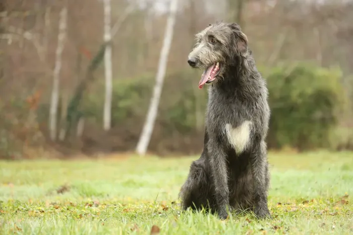 Framed Print : Irish wolfhound Framed Print : Irish wolfhound