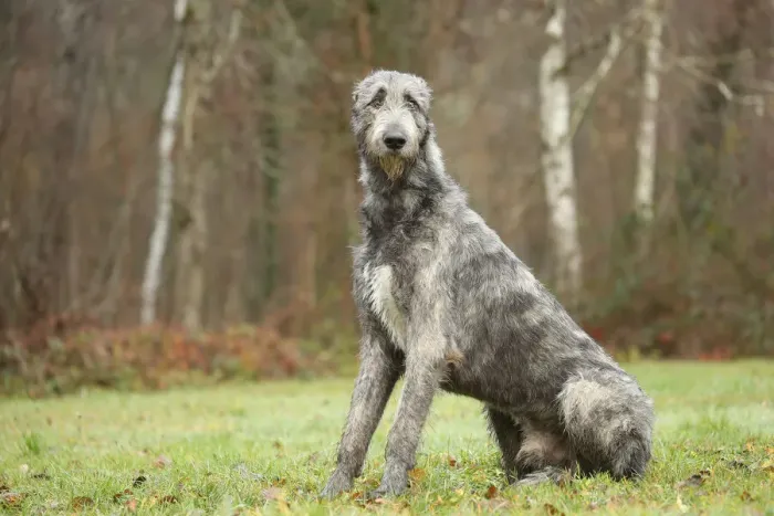 Framed Print : Irish wolfhound Framed Print : Irish wolfhound