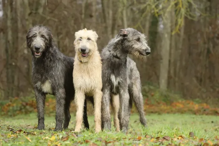 Framed Print : Irish wolfhound Framed Print : Irish wolfhound