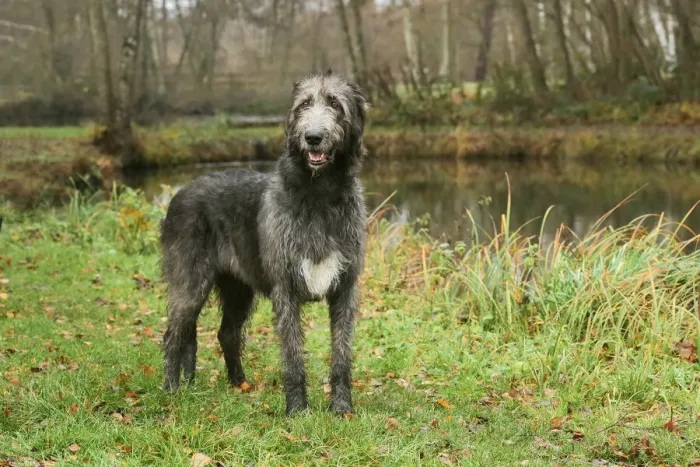 Framed Print : Irish wolfhound Framed Print : Irish wolfhound