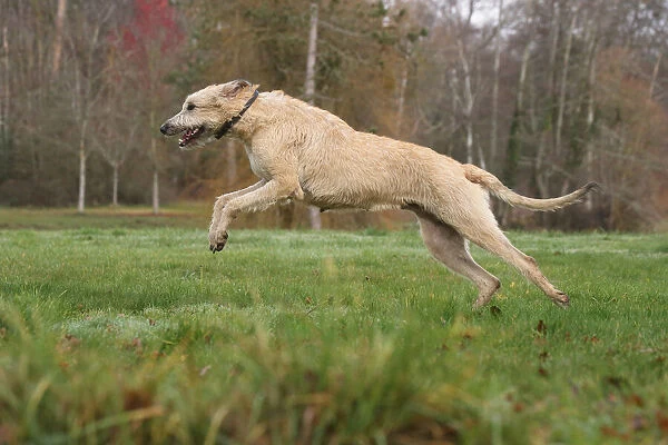 Irish wolfhound