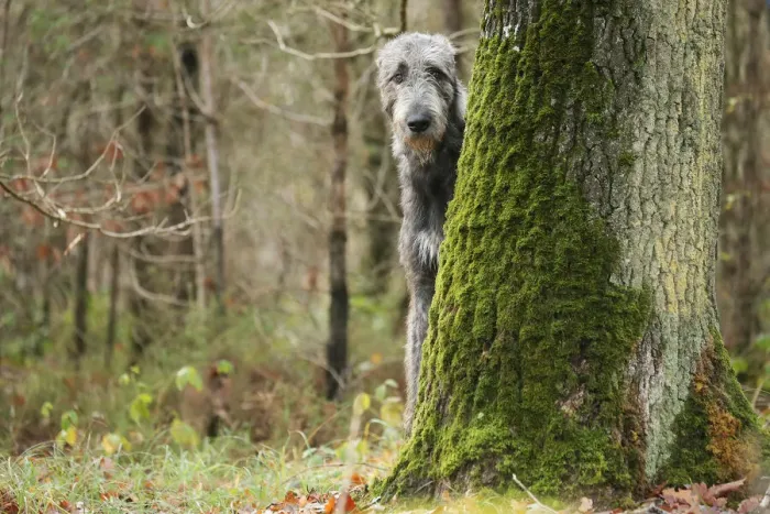 Framed Print : Irish wolfhound Framed Print : Irish wolfhound