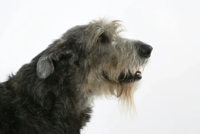 Framed Print : Irish Wolfhound Framed Print : Irish Wolfhound