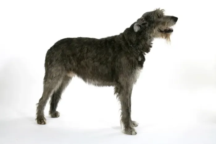 Framed Print : Irish Wolfhound Framed Print : Irish Wolfhound