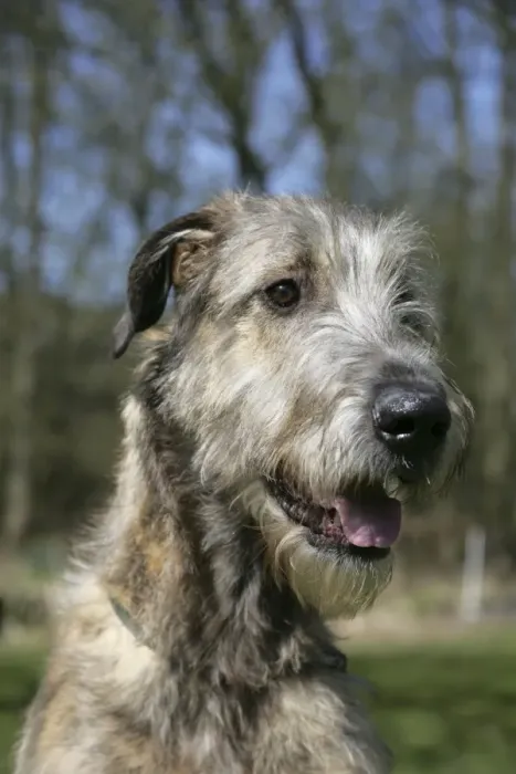 Framed Print : Irish Wolfhound Framed Print : Irish Wolfhound