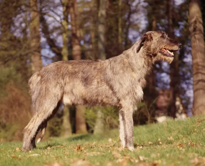 Framed Print : Irish Wolfhound Framed Print : Irish Wolfhound