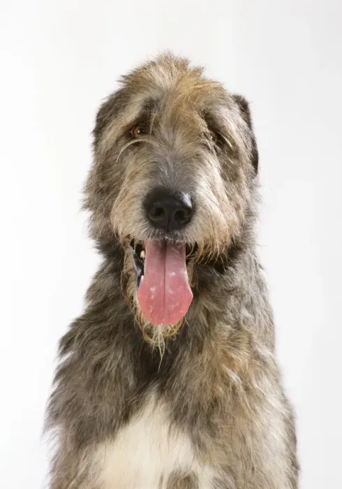 Framed Print : Irish Wolfhound Dog Framed Print : Irish Wolfhound Dog