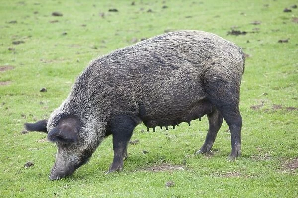 Iron age pig grazing - Cotswold Farm Park - Temple Guiting Glos UK