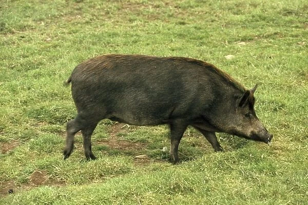 Iron Age Pig - hybrid, crossbreed. Wild Boar cross-bred with Tamworth