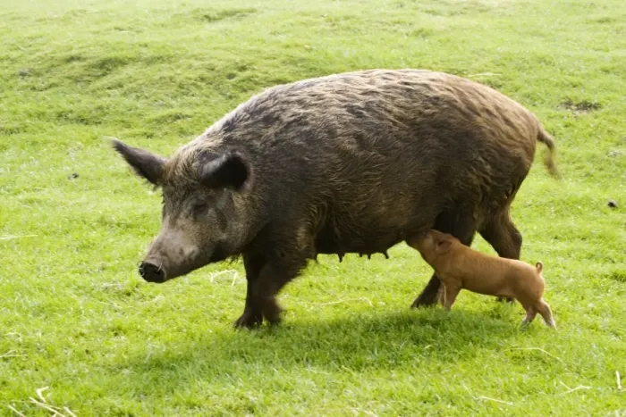 Framed Print : Iron Age Pig - with single suckling piglet. Rare Breed Trust Cotswold Farm Park Temple Guiting near Stow on the Wold UK. Not a true breed they are a reconstruction of how the animals once looked created in the early 1970's by crossing Tamworth Framed Print : Iron Age Pig - with single suckling piglet. Rare Breed Trust Cotswold Farm Park Temple Guiting near Stow on the Wold UK. Not a true breed they are a reconstruction of how the animals once looked created in the early 1970's by crossing Tamworth