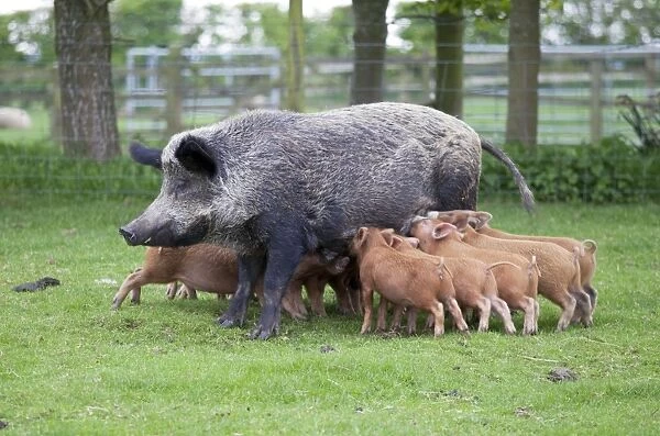 Iron age pig sow feeding piglets - Cotswold Farm Park - Temple Guiting Glos UK