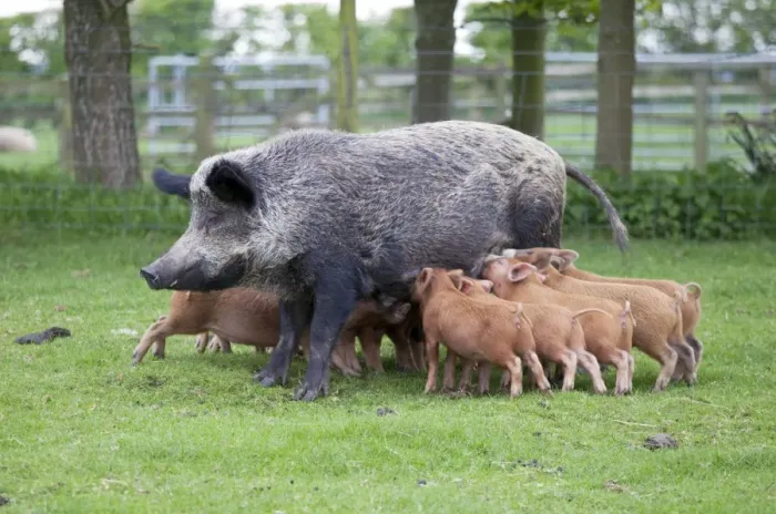 Framed Print : Iron age pig sow feeding piglets - Cotswold Farm Park - Temple Guiting Glos UK