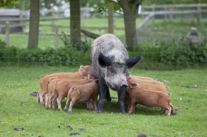 Framed Print : Iron age pig sow feeding piglets - Cotswold Farm Park - Temple Guiting Glos UK Framed Print : Iron age pig sow feeding piglets - Cotswold Farm Park - Temple Guiting Glos UK