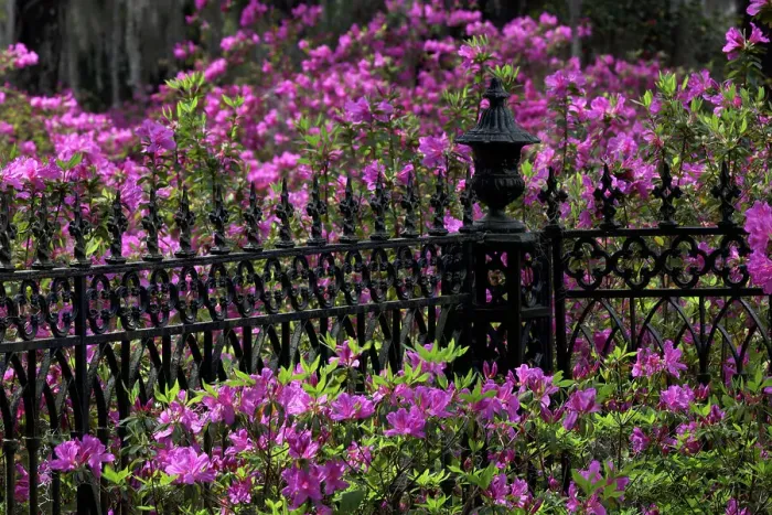 Framed Print : Iron fence and azaleas in full bloom, Bonaventure Cemetery, Savannah, Georgia Date: 24-03-2013 Framed Print : Iron fence and azaleas in full bloom, Bonaventure Cemetery, Savannah, Georgia Date: 24-03-2013