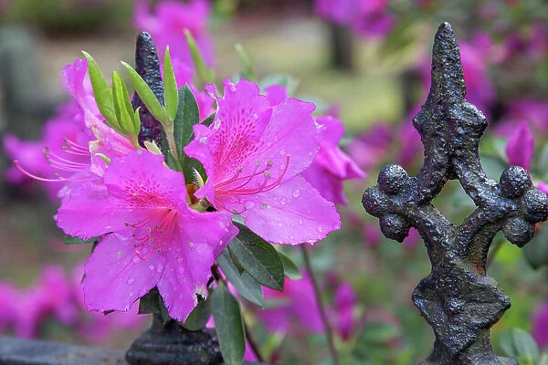 Iron fence and azaleas in full bloom, Bonaventure Cemetery, Savannah, Georgia Date: 24-03-2013