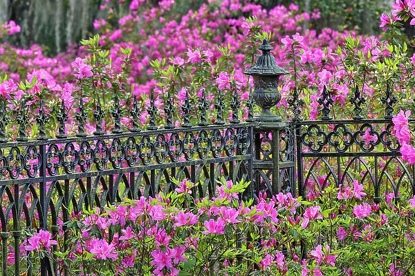 Iron fence and azaleas in full bloom, Bonaventure Cemetery, Savannah, Georgia Date: 23-03-2013