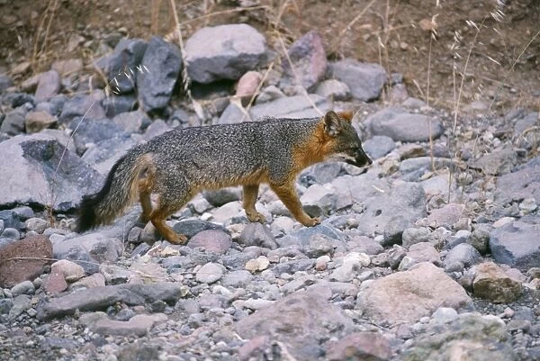 Island Gey Fox