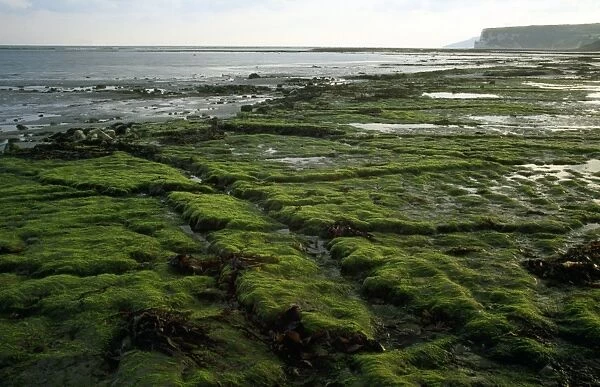 Isle of Wight - very low tide - Whitecliff bay & Bembridge ledges
