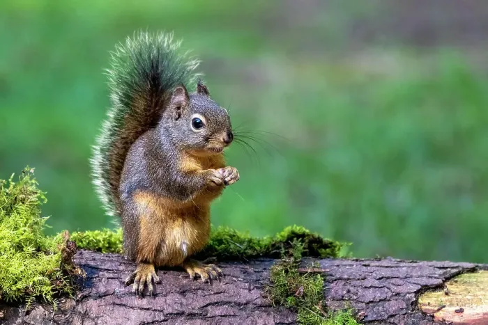 Framed Print : Issaquah, Washington State, USA. Western Gray Squirrel standing on a log eating a peanut Date: 25-01-2015 Framed Print : Issaquah, Washington State, USA. Western Gray Squirrel standing on a log eating a peanut Date: 25-01-2015