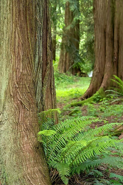 Issaquah, Washington State, USA. Western Redcedar tree trunks with western sword ferns. Date: 01-06-2020