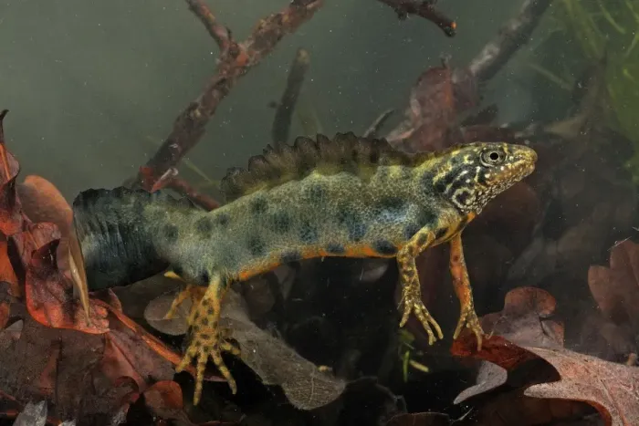 Framed Print : Italian Crested Newt - in habitat - Italy Framed Print : Italian Crested Newt - in habitat - Italy