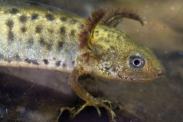 Italian Crested Newt - tadpole - Italy